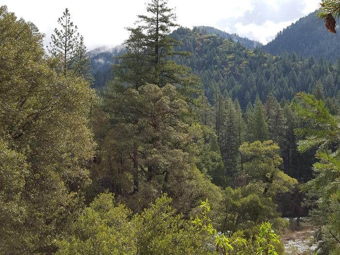 Camper submitted image from Tahoe National Forest Ramshorn Campground - 1