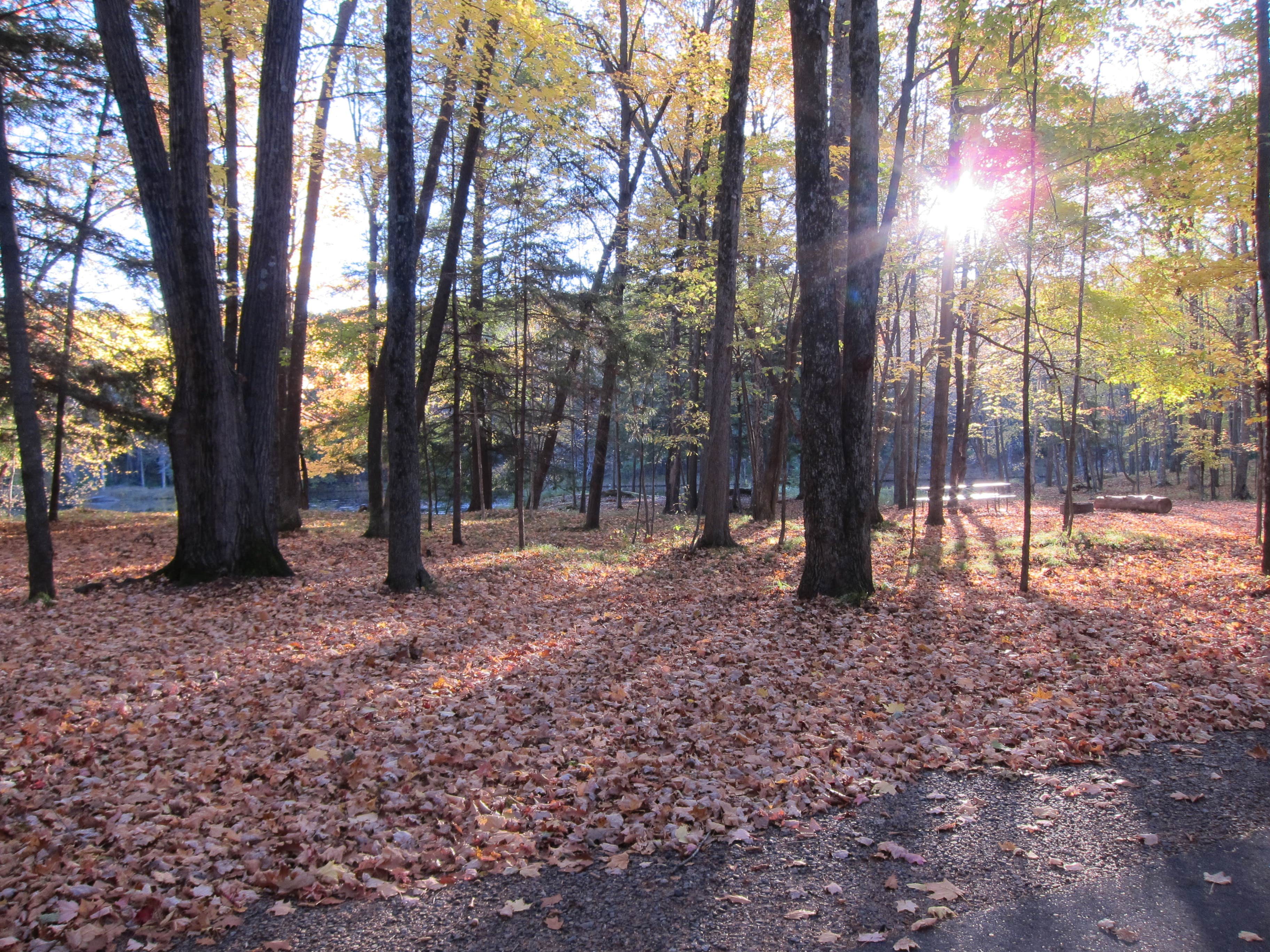 Camper submitted image from Brunet Island State Park Campground - 2