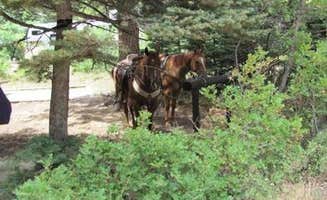 The Dyrt's photo of camping with a horse at Alvarado Campground in Colorado