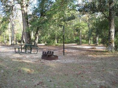 Camper submitted image from Salt Springs Recreation Area - 1