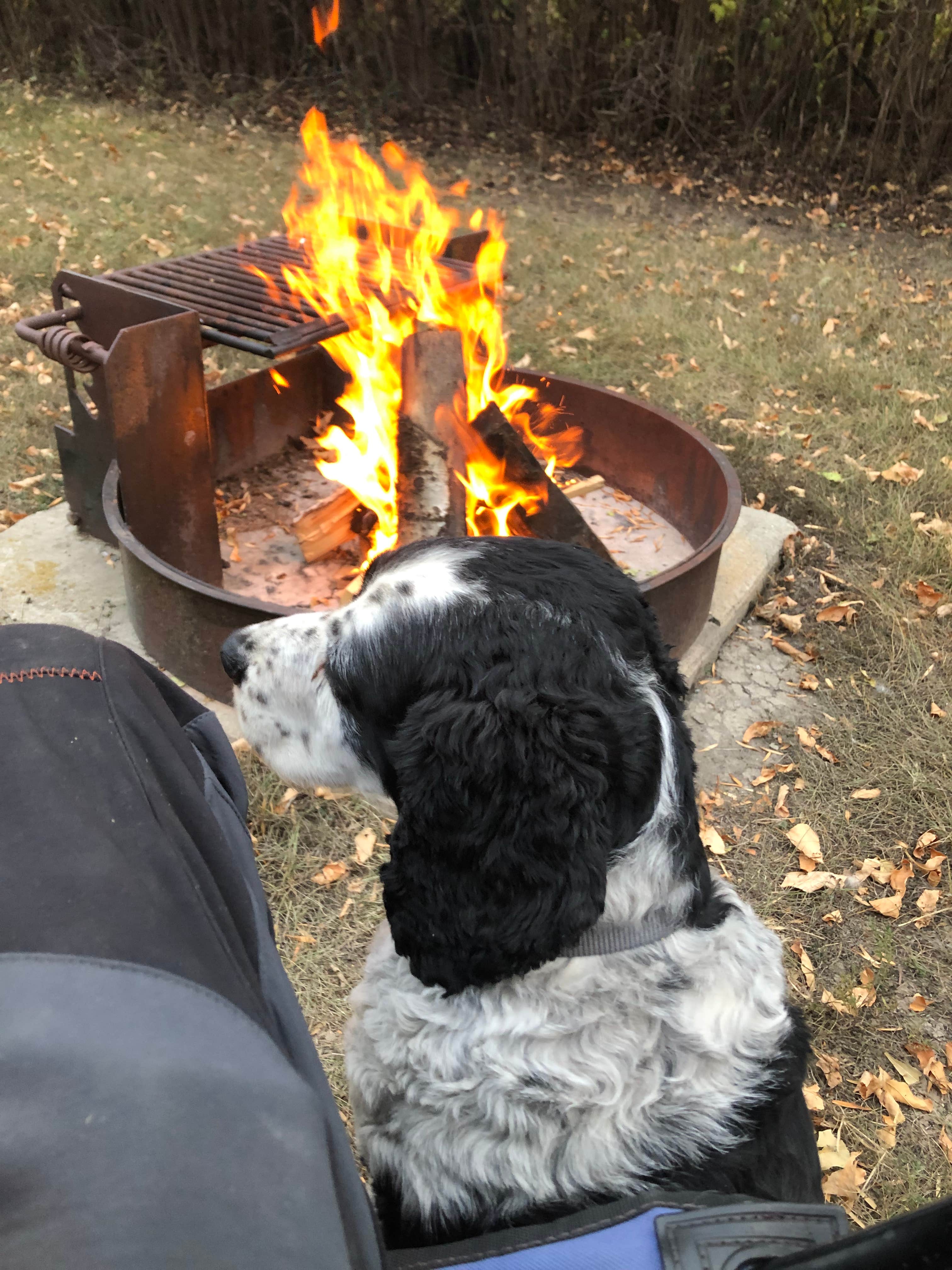 Rob R.'s photo of camping with pets at West Pollock Recreation Area near Selby, SD