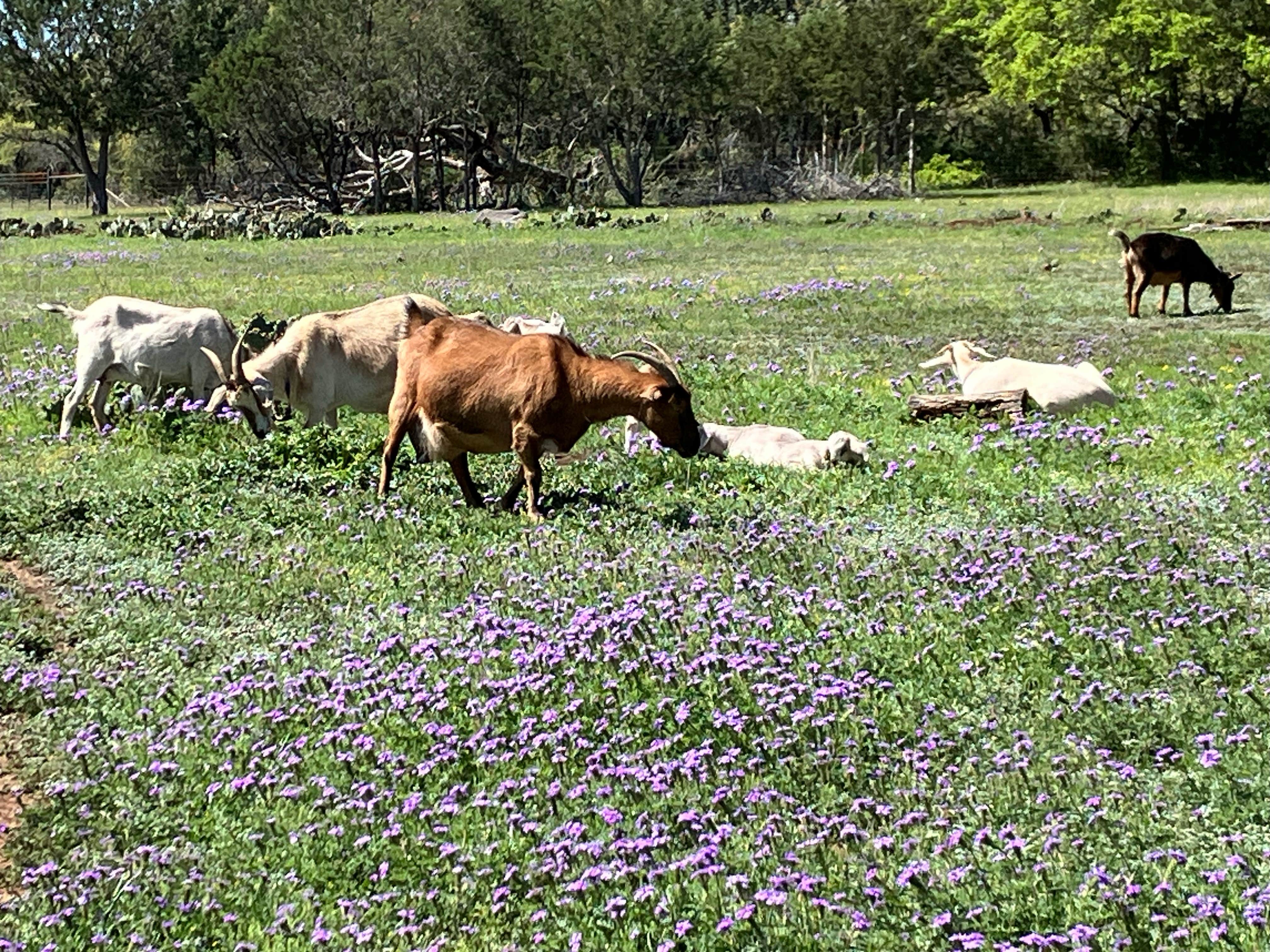 Camper-submitted photo at Valley West near Johnson City, TX