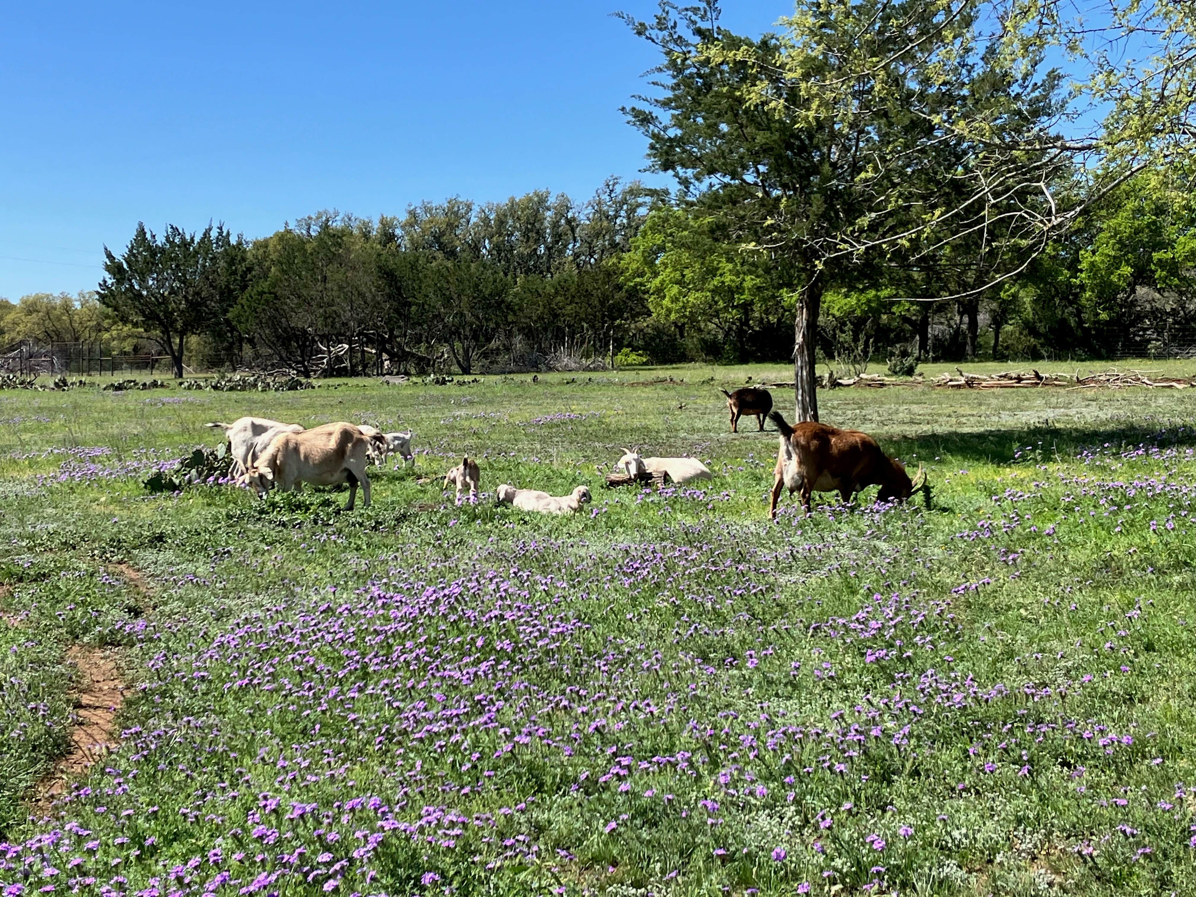 Camper-submitted photo at Valley West near Johnson City, TX