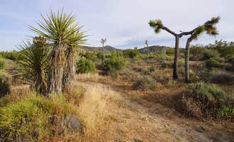 Camping near Boy Scout Trail Backcountry Sites — Joshua Tree National Park: Ryan Campground — Joshua Tree National Park, Twentynine Palms, California