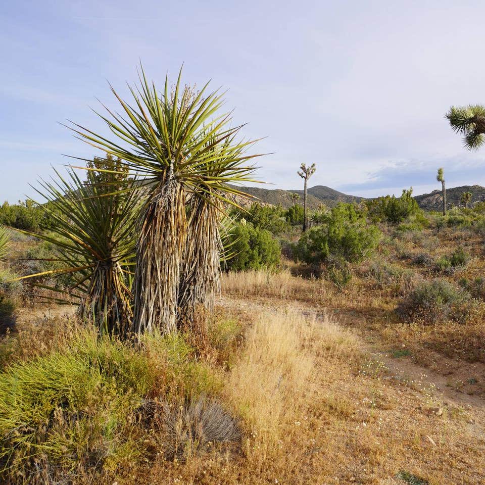 Ryan Campground — Joshua Tree National Park