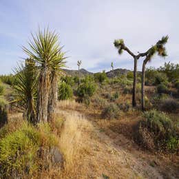 Ryan Campground — Joshua Tree National Park