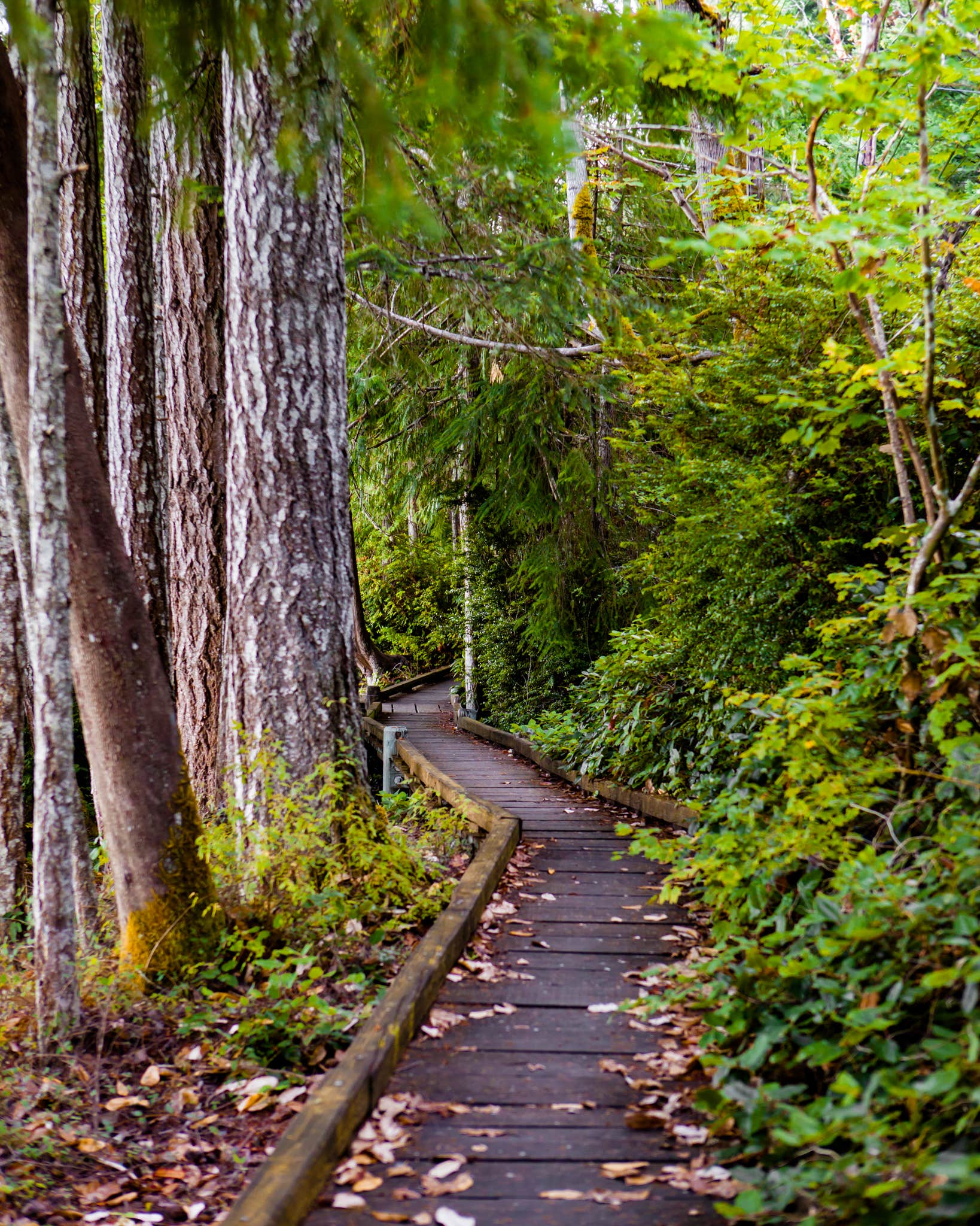 Camper submitted image from Seal Rock Campground - 5