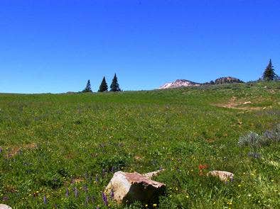 Camper submitted image from Thompson Flat Campground - 2