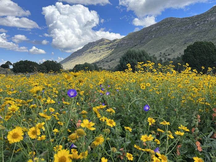 Camper submitted image from Dog Canyon Campground — Guadalupe Mountains National Park - 1