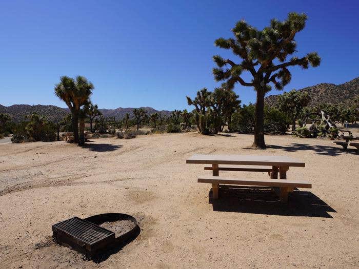 Camper submitted image from Black Rock Campground — Joshua Tree National Park - 2