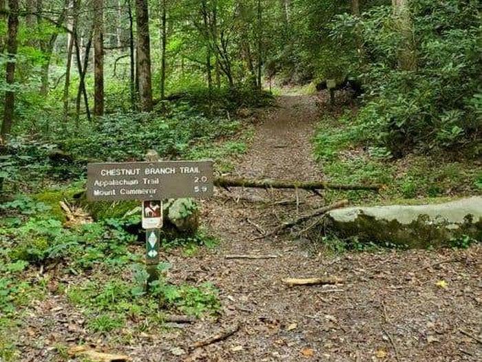 Camper submitted image from Big Creek Group Camp — Great Smoky Mountains National Park - 2