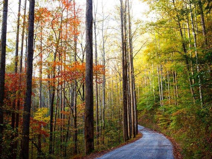 Camper submitted image from Big Creek Group Camp — Great Smoky Mountains National Park - 2