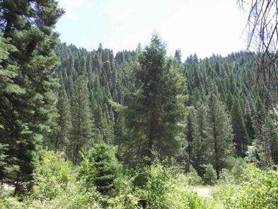 Camper submitted image from Cold Springs Campground - Boise Nf (ID) - 2