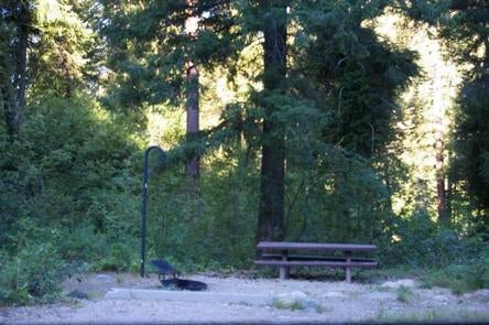 Camper submitted image from Hayfork Group Campground - 2