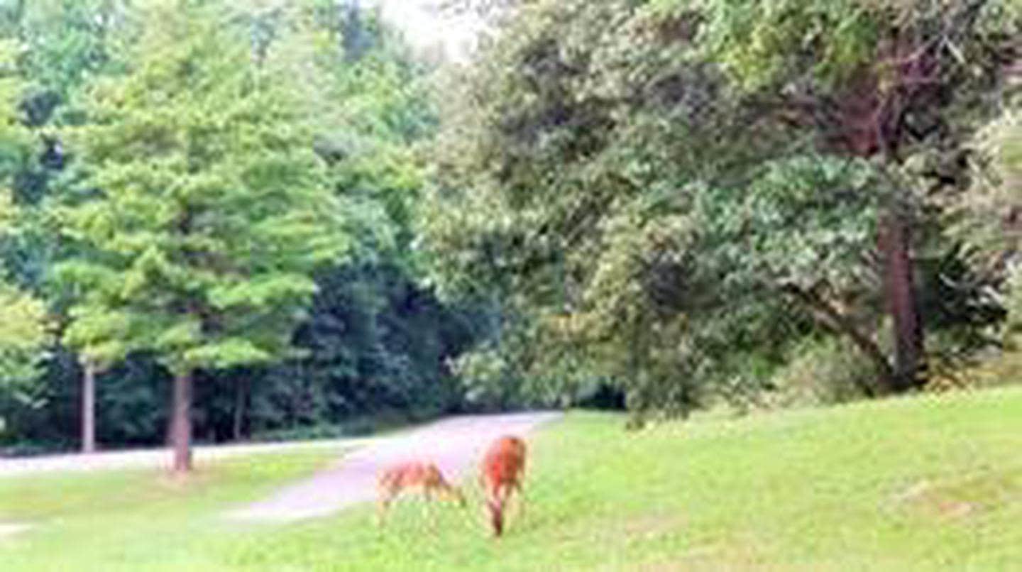 White tailed Deer, South Sandusky Campground



 South Sandusky Campground

Credit: USACE, Rend Lake Project Office
