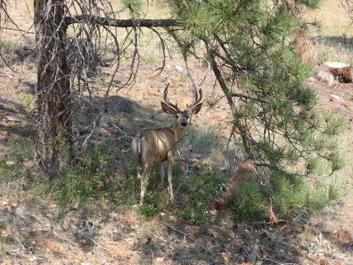 Camper submitted image from Cottonwood Springs Campground - 2