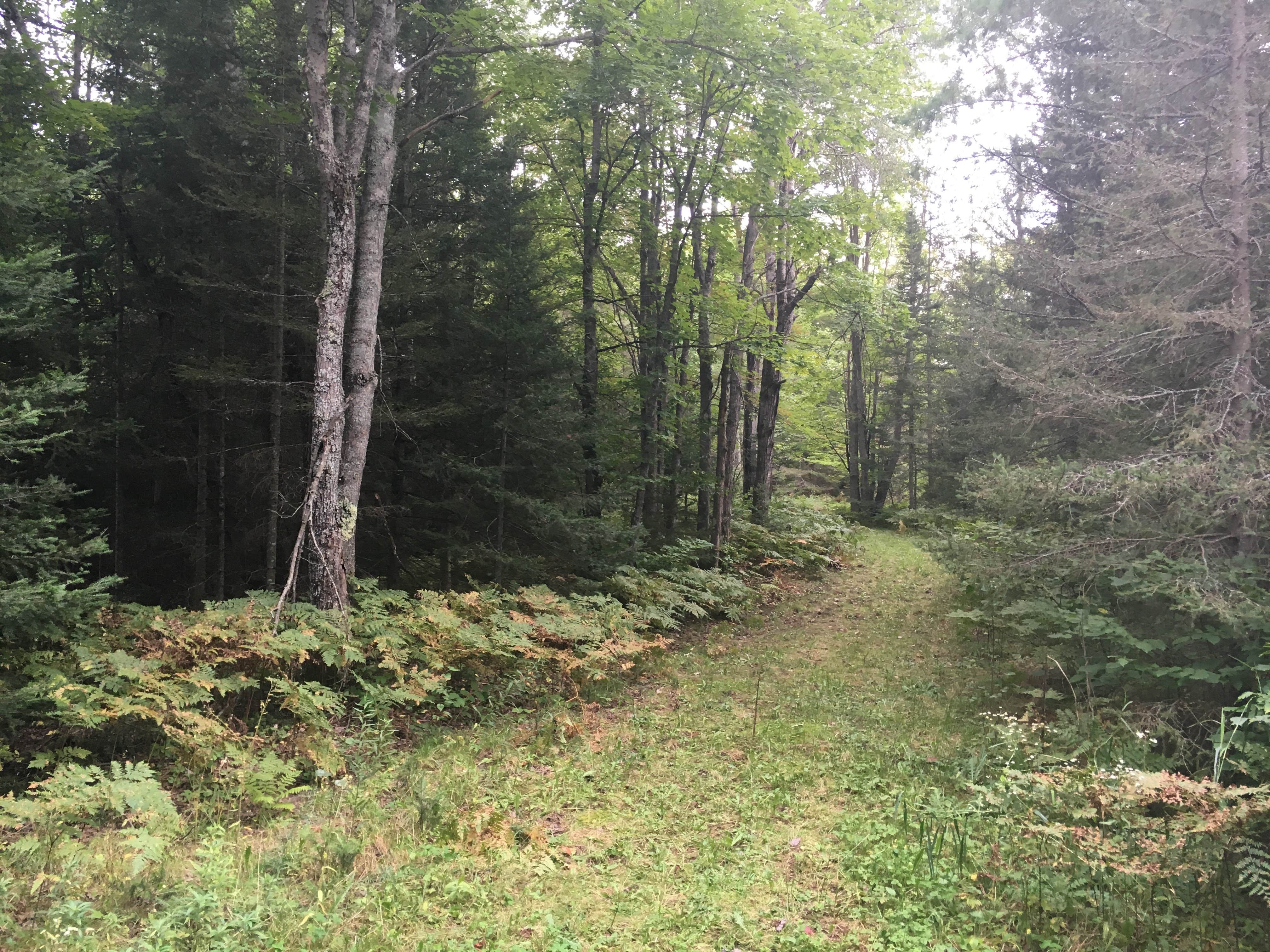 Camper submitted image from Bond Falls Campground - 1
