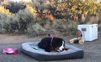 The Dyrt's photo of camping with pets at Elk Creek Campground near Gunnison, CO