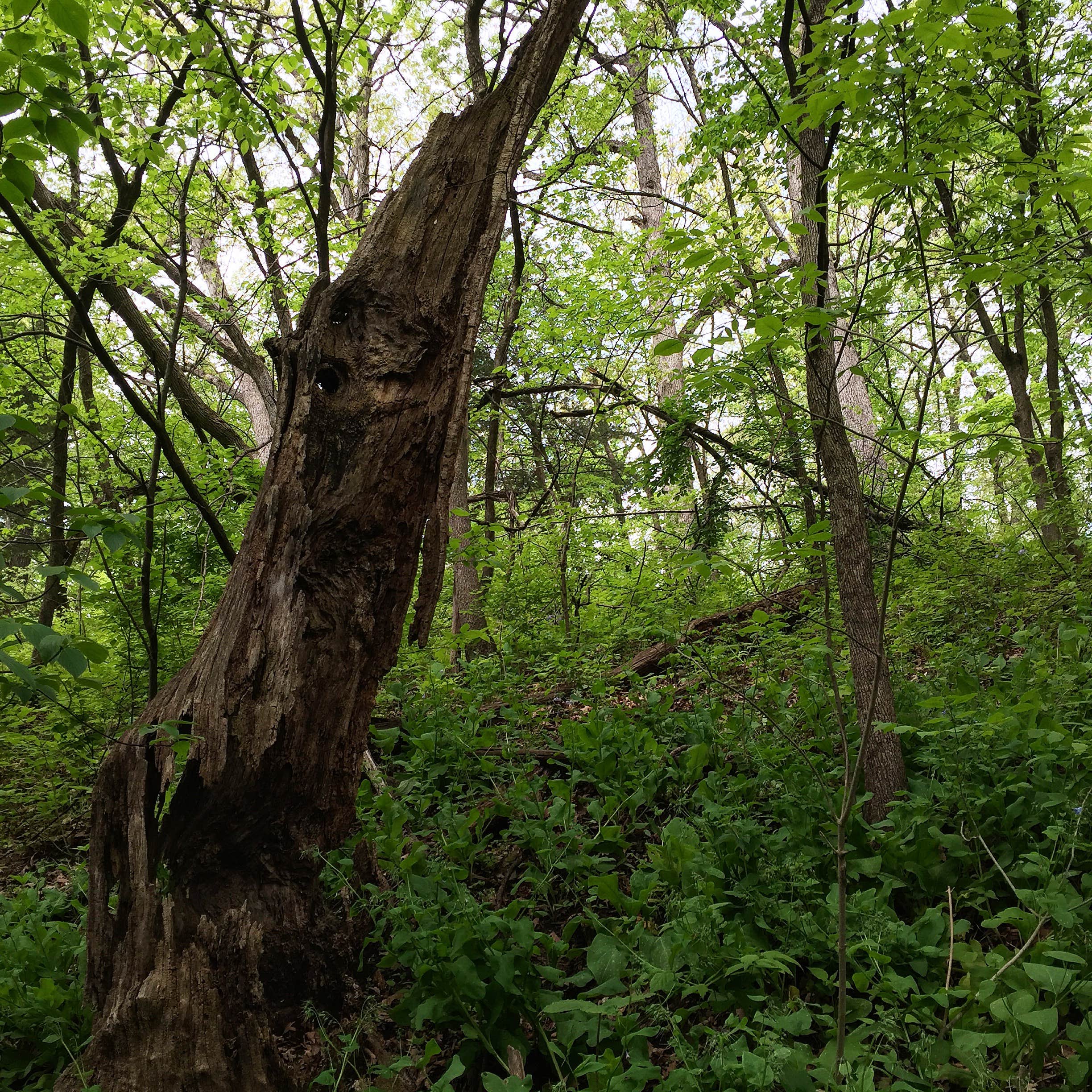 Camper submitted image from Warren Dunes State Park Campground - 2