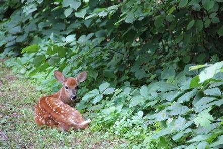 Camper submitted image from Deer Lake Campground - 1