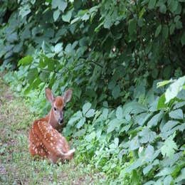 Deer Lake Campground