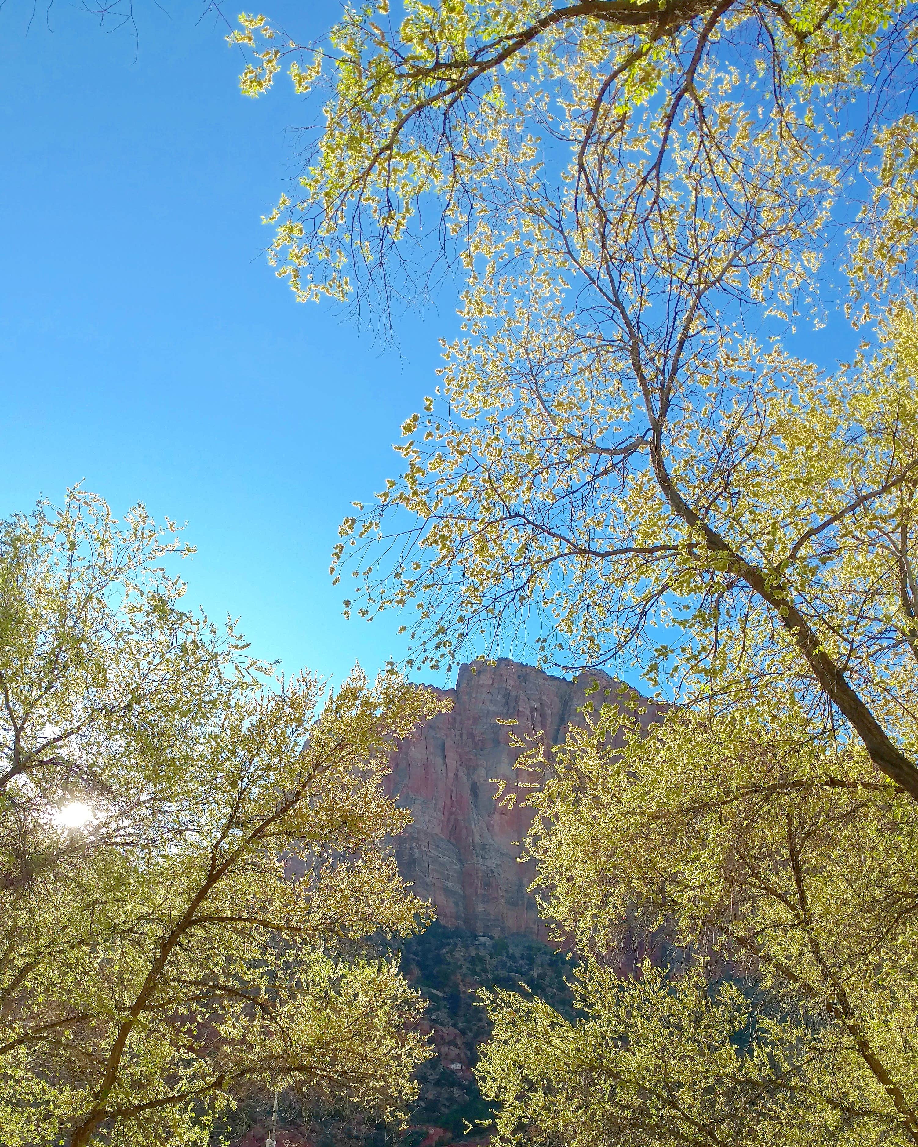 South Campground — Zion National Park