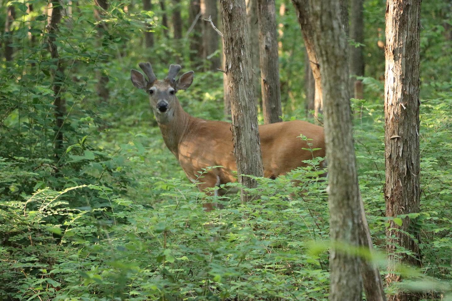 Camper submitted image from Anderson Road Campground - 4