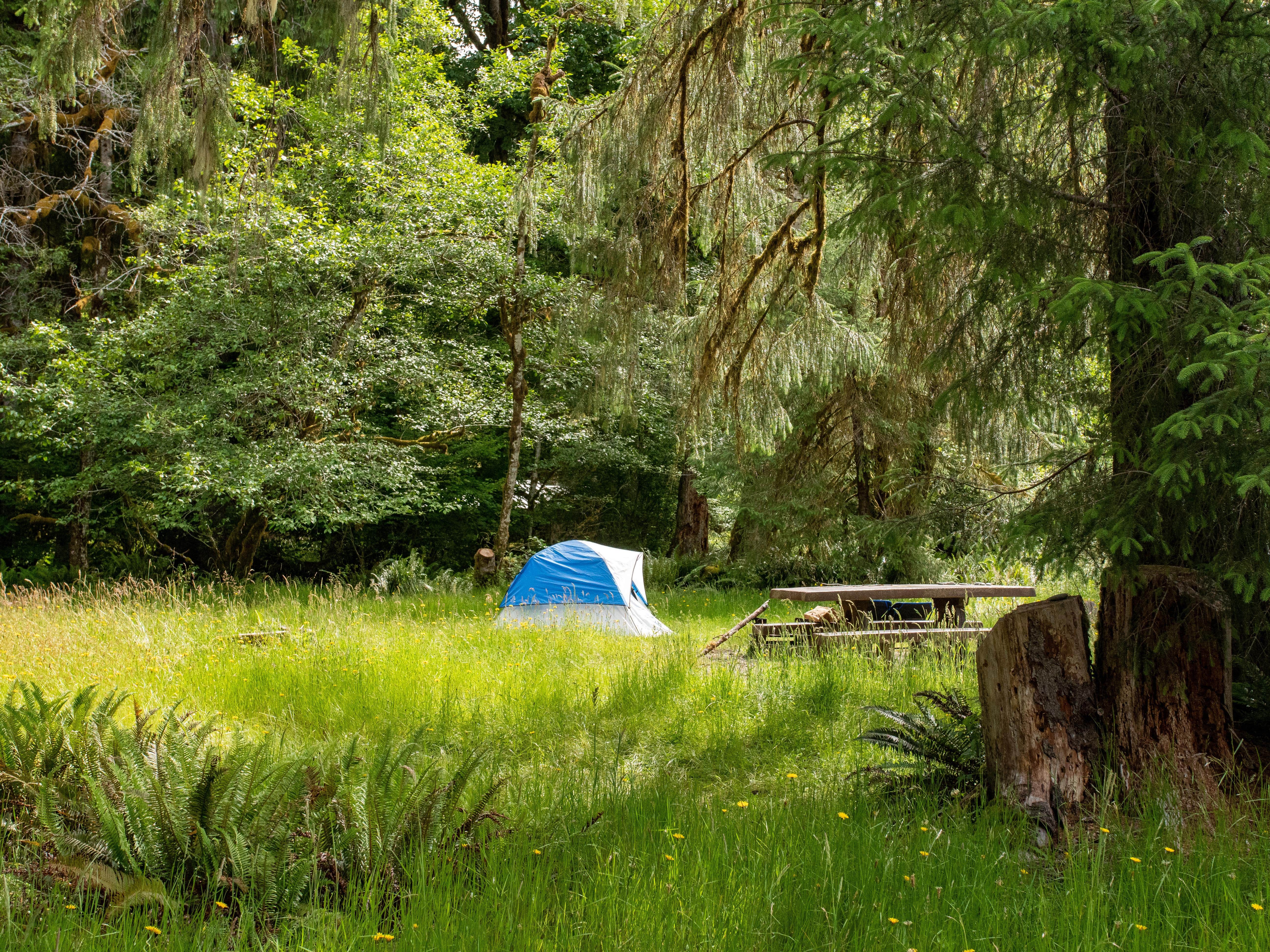 Camper-submitted photo at Hoh Campground — Olympic National Park near Joyce, WA