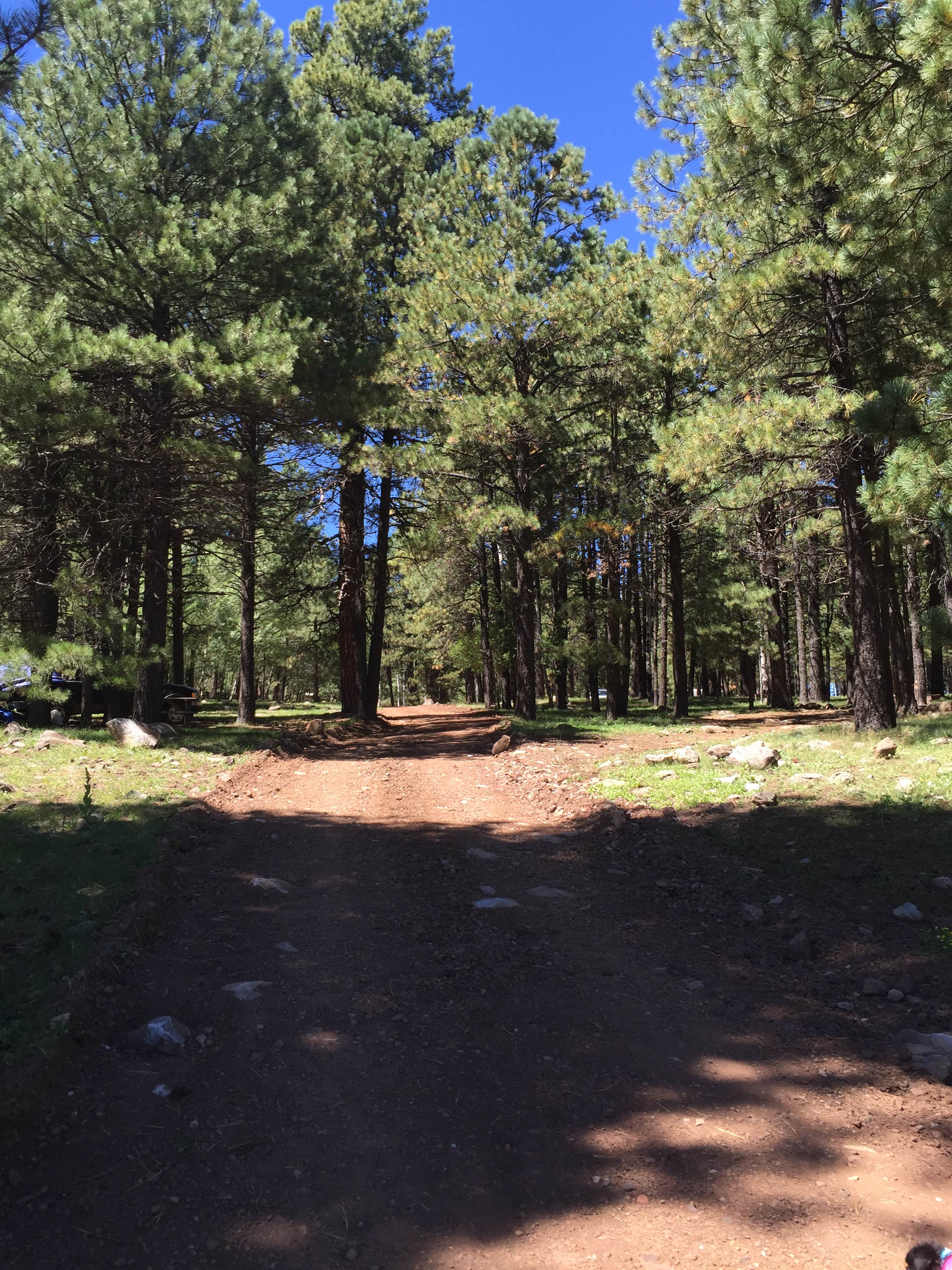 Camper submitted image from Hawley Lake Apache Indian Res - 3