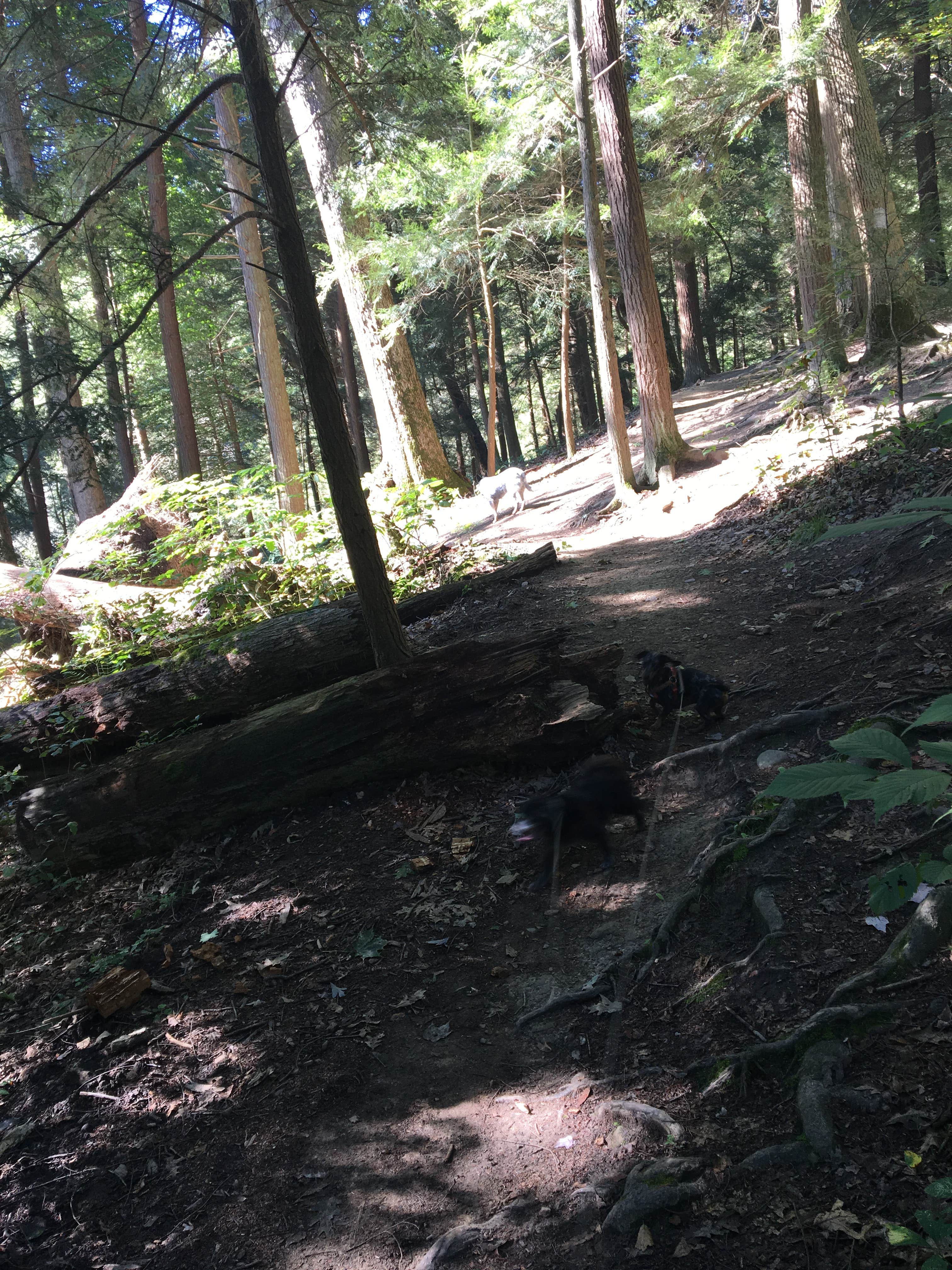 Camper-submitted photo at Mohican State Park Campground in Ohio