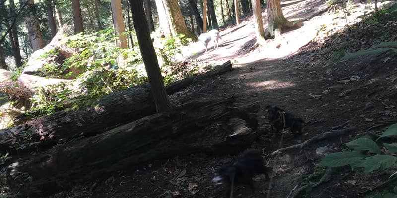 Camper submitted image from Mohican State Park Campground