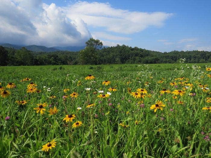 Camper submitted image from Cataloochee Group Campground — Great Smoky Mountains National Park - 2