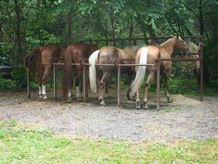 Camper submitted image from Cataloochee Horse Camp — Great Smoky Mountains National Park - 1