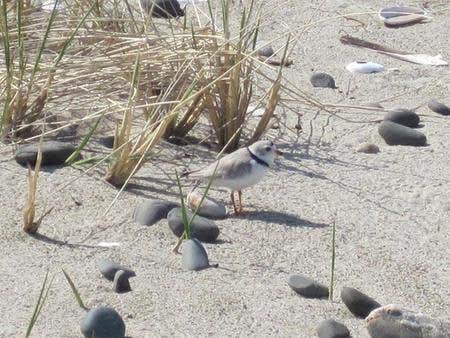 Camper-submitted photo at Sandy Hook — Gateway National Recreation Area near Beachwood, NJ