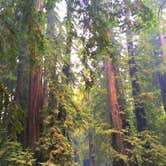 Review photo of Julia Pfeiffer Burns Environmental Camping — Julia Pfeiffer Burns State Park by iloveitontop R., September 12, 2016