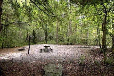 Camper submitted image from Davidson River Campground - 1