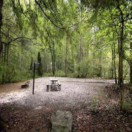 Davidson River Campground