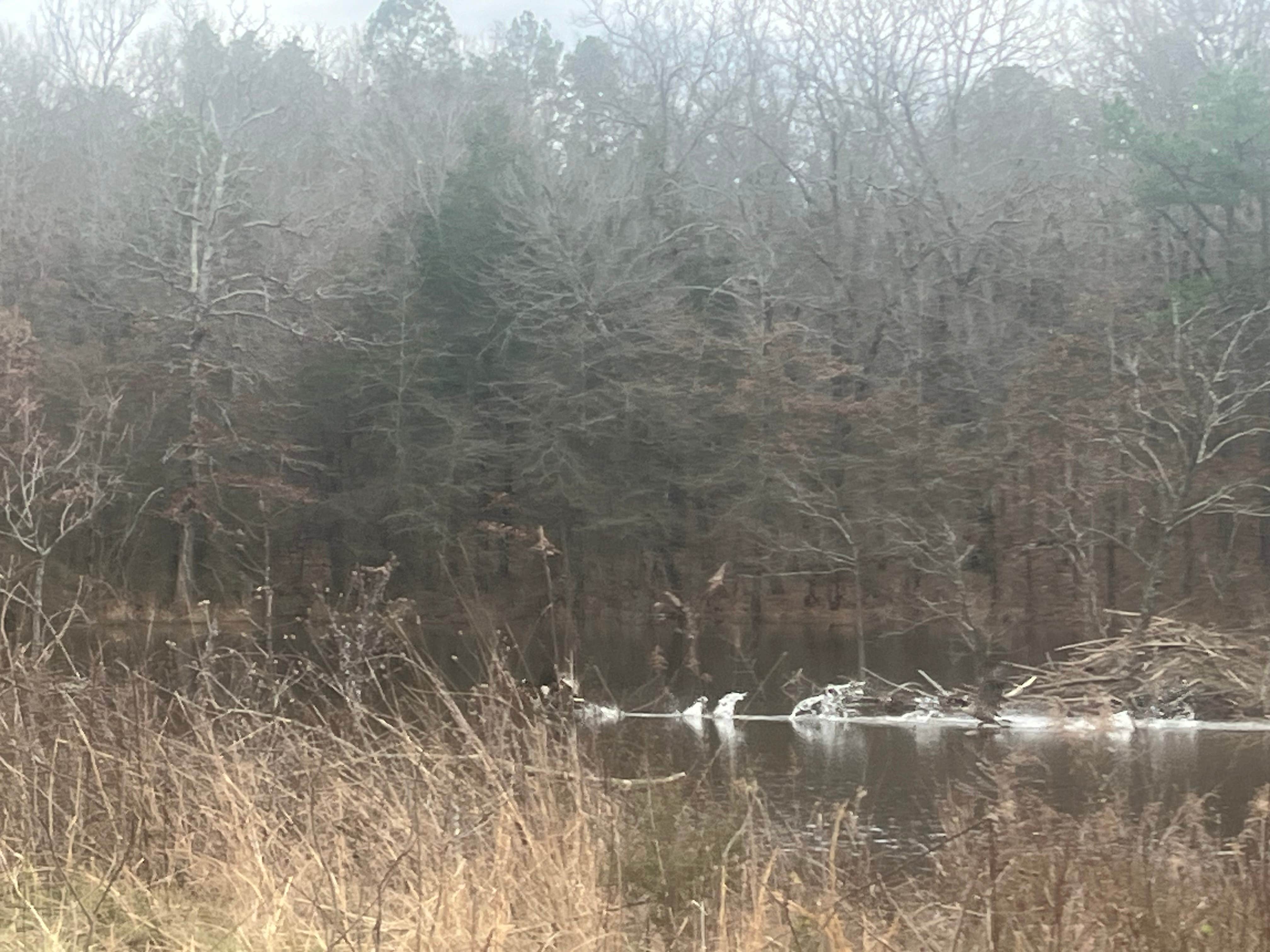 Camper-submitted photo at 3 Ponds Primitive Campsite near Mansfield, AR