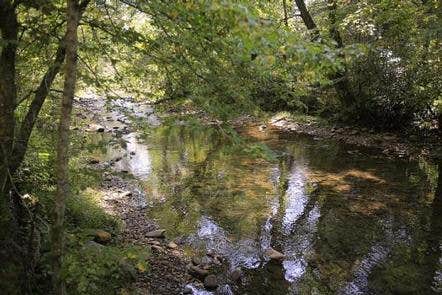 Camper submitted image from North Mills River - 1