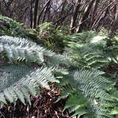 Review photo of Gold Bluffs Beach Campground — Prairie Creek Redwoods State Park by iloveitontop R., September 12, 2016