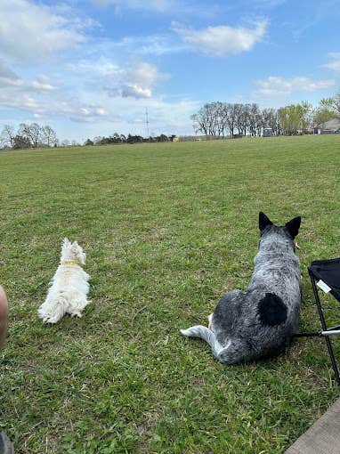 Damon H.'s photo of camping with pets at Pea Ridge Bike Camp near Cave Springs, AR