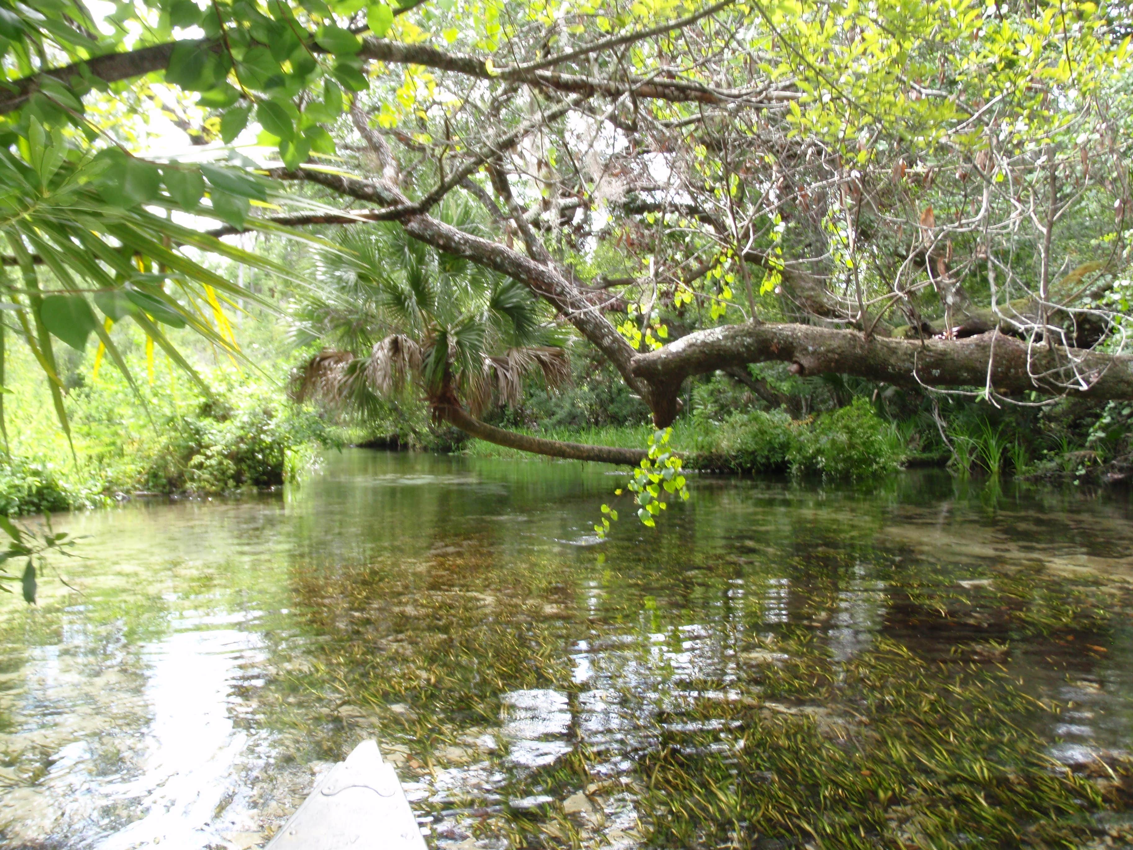 Camper-submitted photo at Juniper Springs Rec Area - Tropical Camp Area near Ocala National Forest