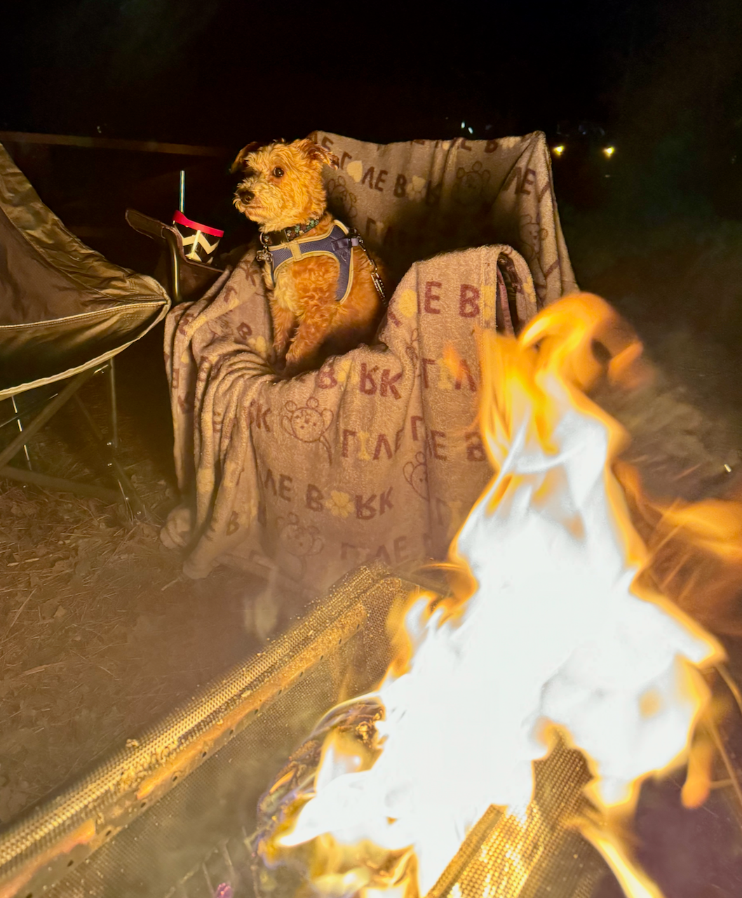 Jeff H.'s photo of camping with pets at Trap Pond State Park Campground near Ocean Pines, MD