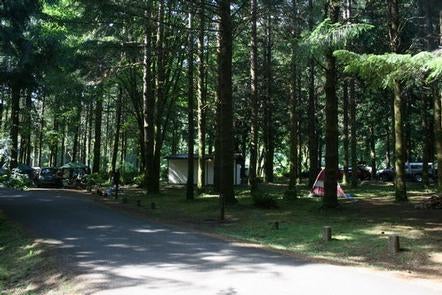 Camper submitted image from Siuslaw National Forest Blackberry Campground - 1