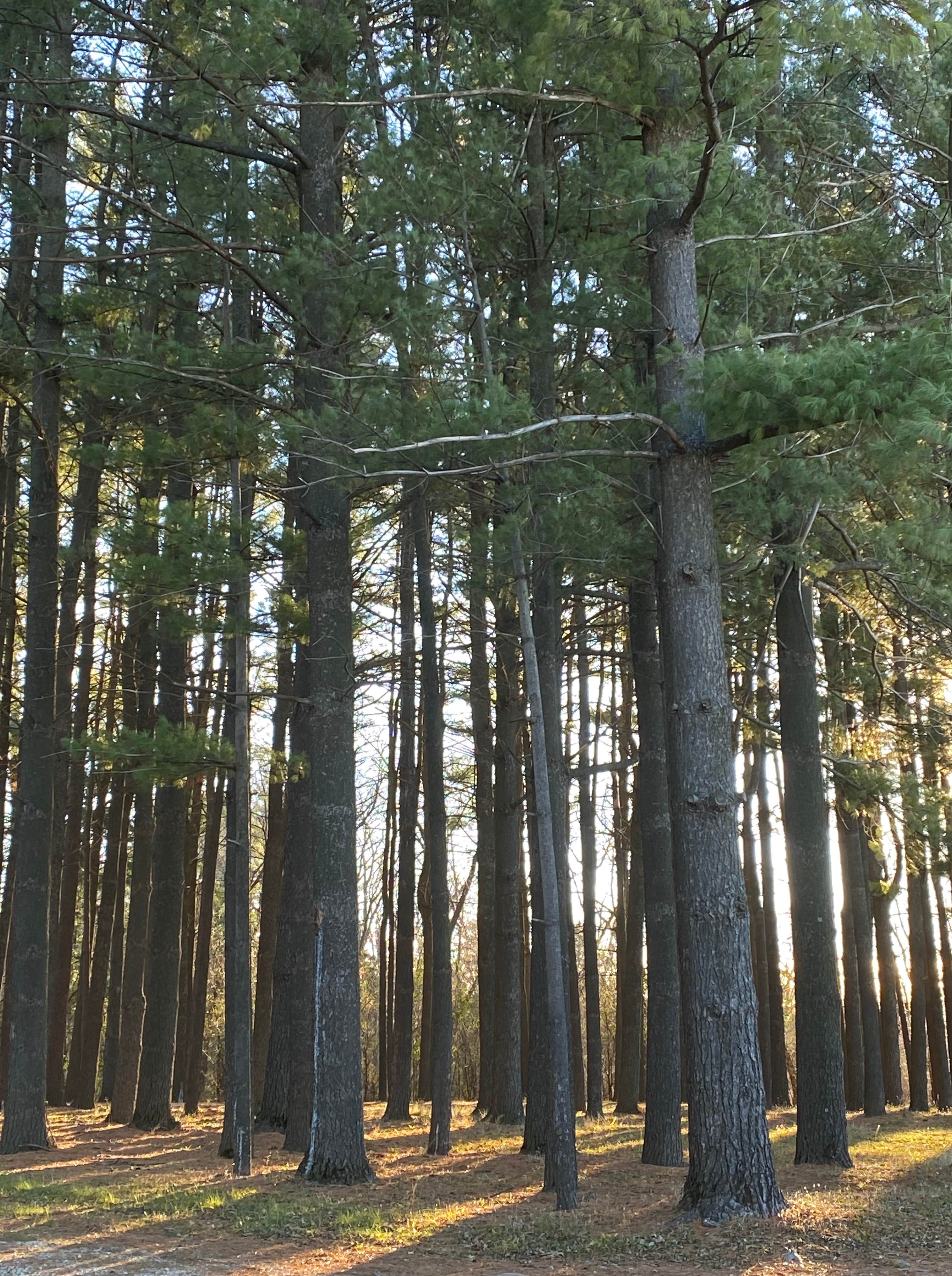 Camper-submitted photo at Hickory Hills Campground near Helenville, WI