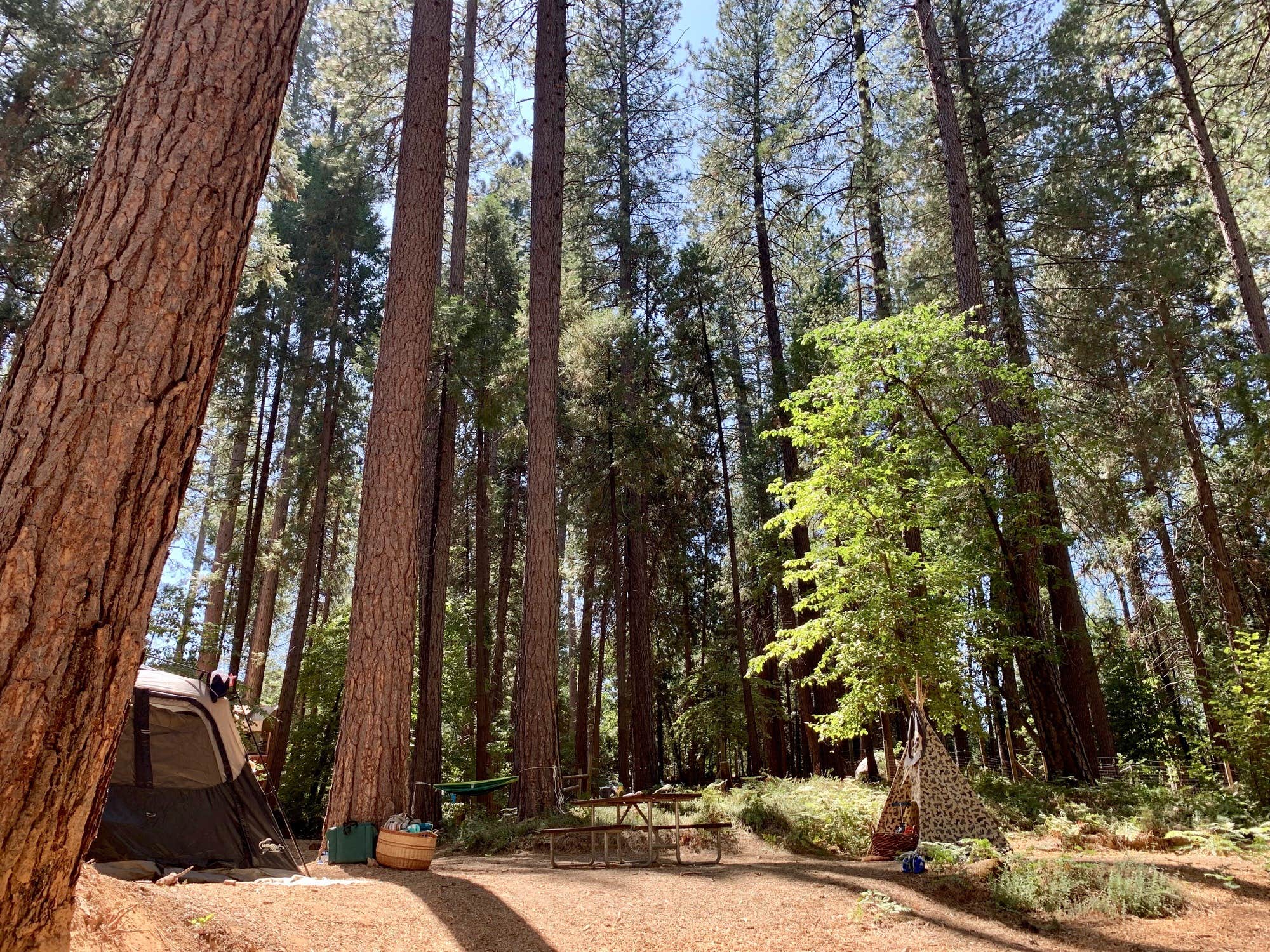 The Dyrt's photo at Inn Town Campground near Grass Valley, CA