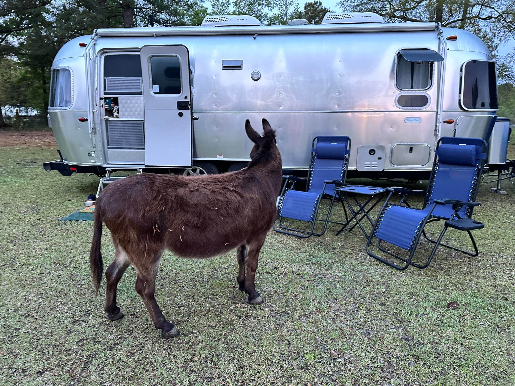 Camper-submitted photo at Herd it Here Farm near Round O, SC