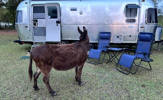 Eleanor the Airstream R.'s photo of rv camping at Herd it Here Farm near Folly Beach, SC