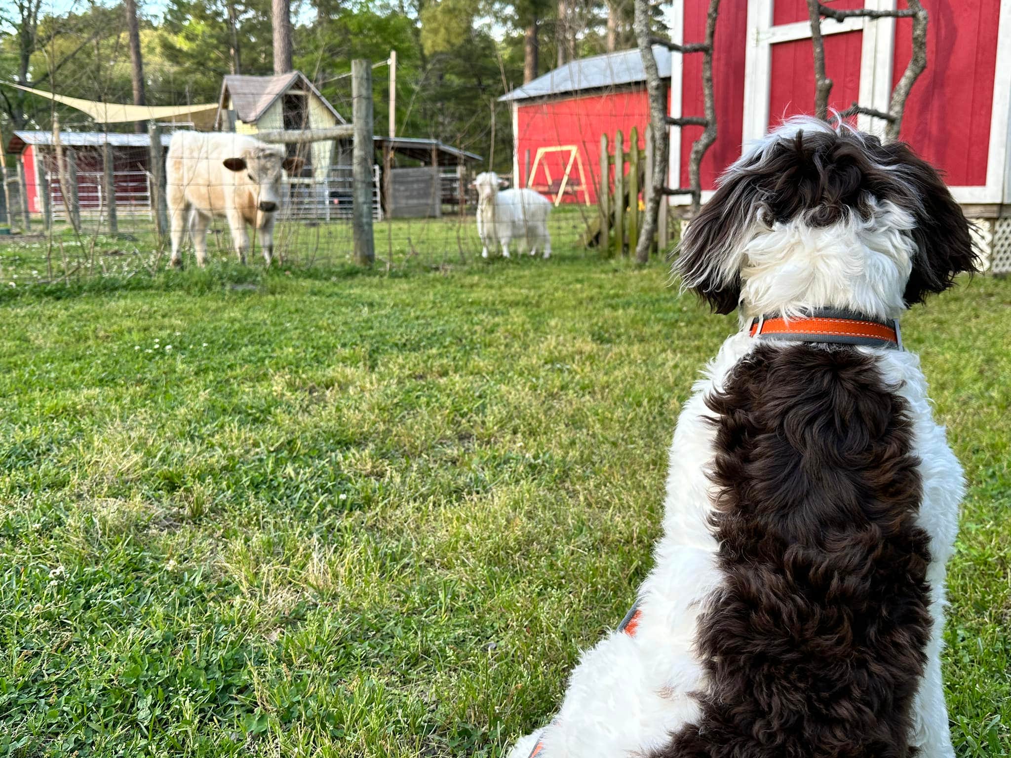 Eleanor the Airstream R.'s photo of camping with pets at Herd it Here Farm near Harleyville, SC