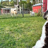 Review photo of Herd it Here Farm by Eleanor the Airstream R., April 4, 2024